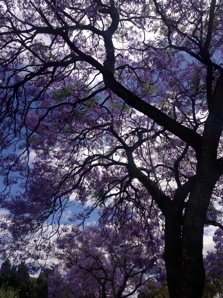 jacarandas