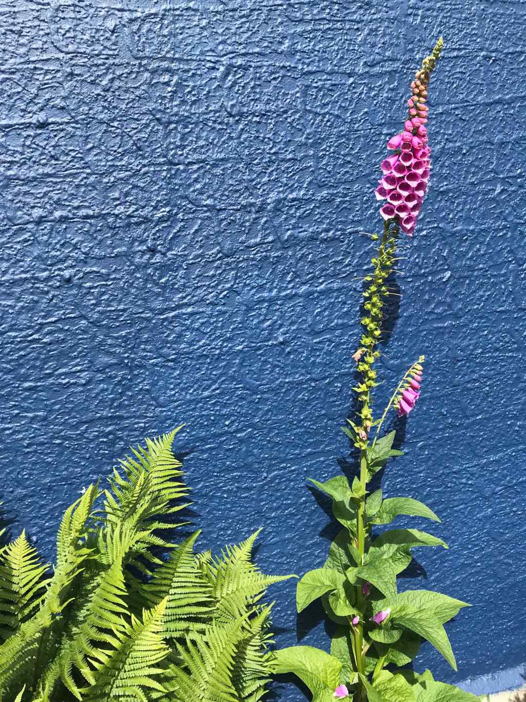 Poetry … more from lockdown